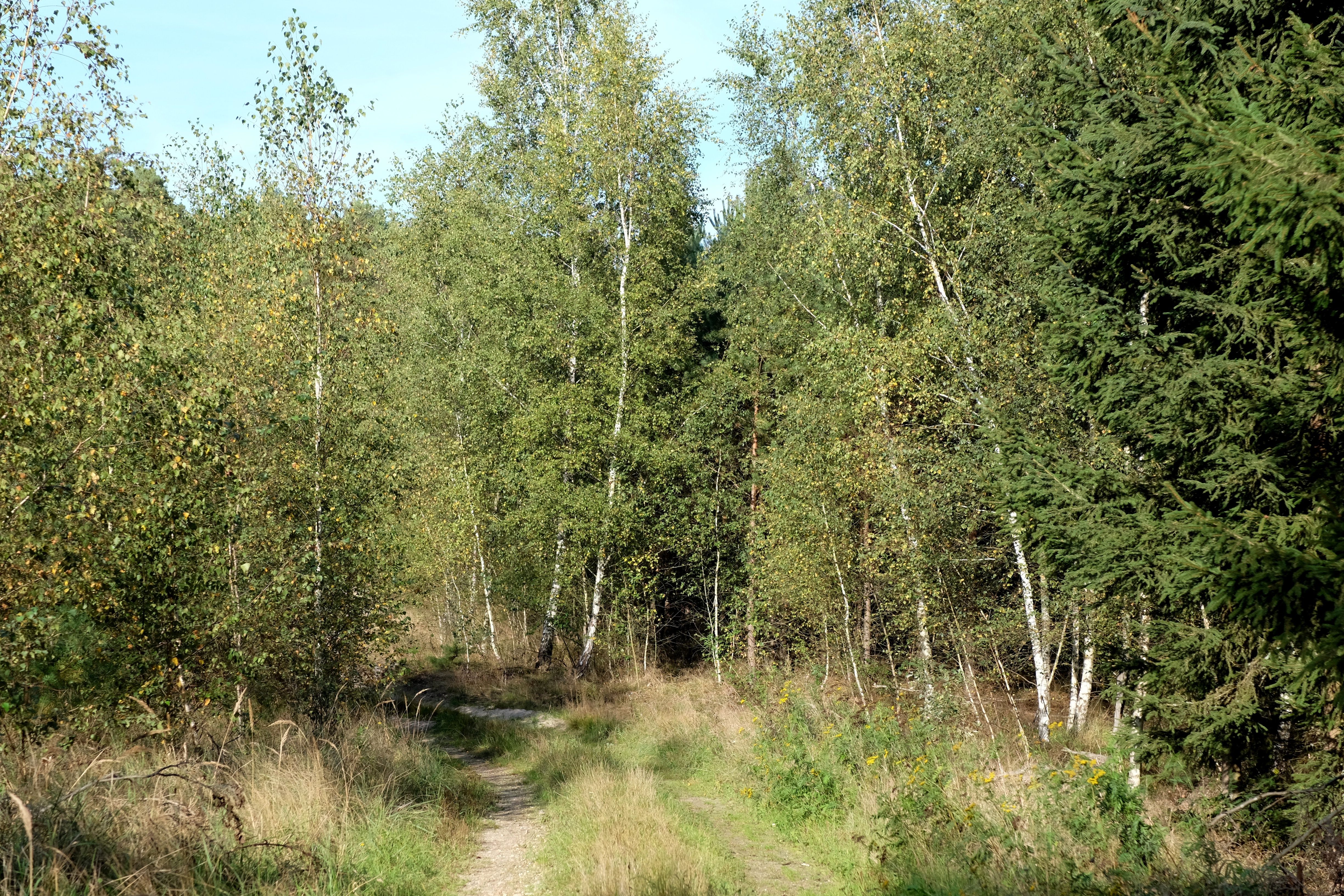 Serene Forest Pathway in Lush Greenery · Free Stock Photo