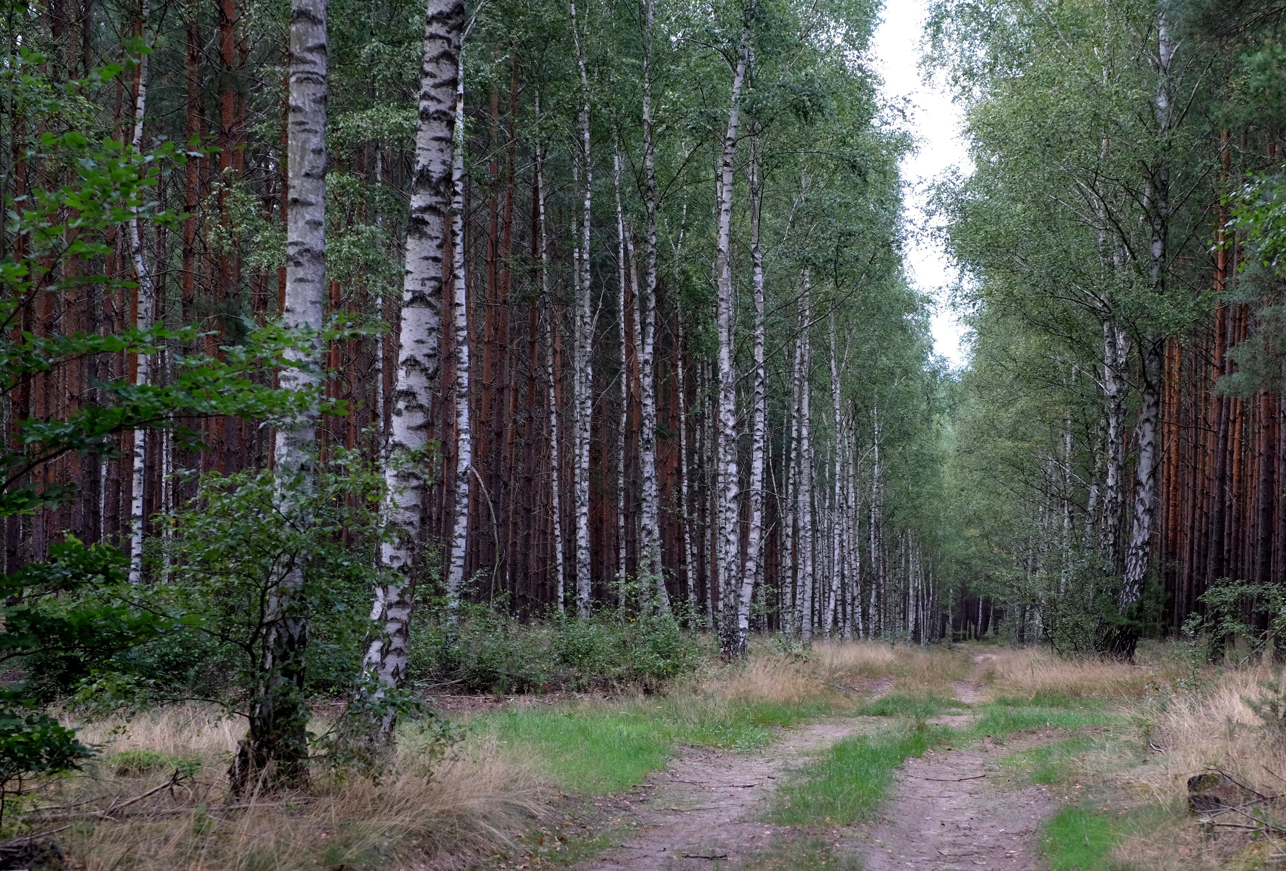 Serene Birch Forest Pathway in Summer · Free Stock Photo