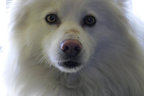 Free stock photo of american eskimo, dog, eskie