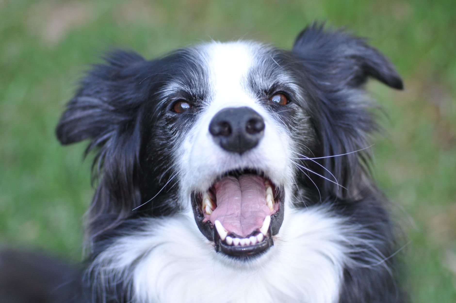 Border Collie Care Guide