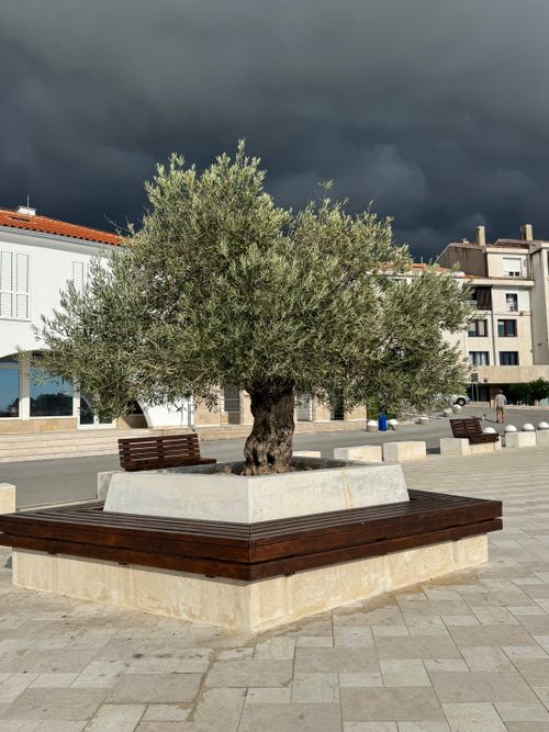 Free An olive tree in a modern plaza in Senj, Croatia, under a dramatic stormy sky. Stock Photo