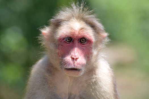 A detailed close-up of a Rhesus Macaque monkey in natural outdoor setting.