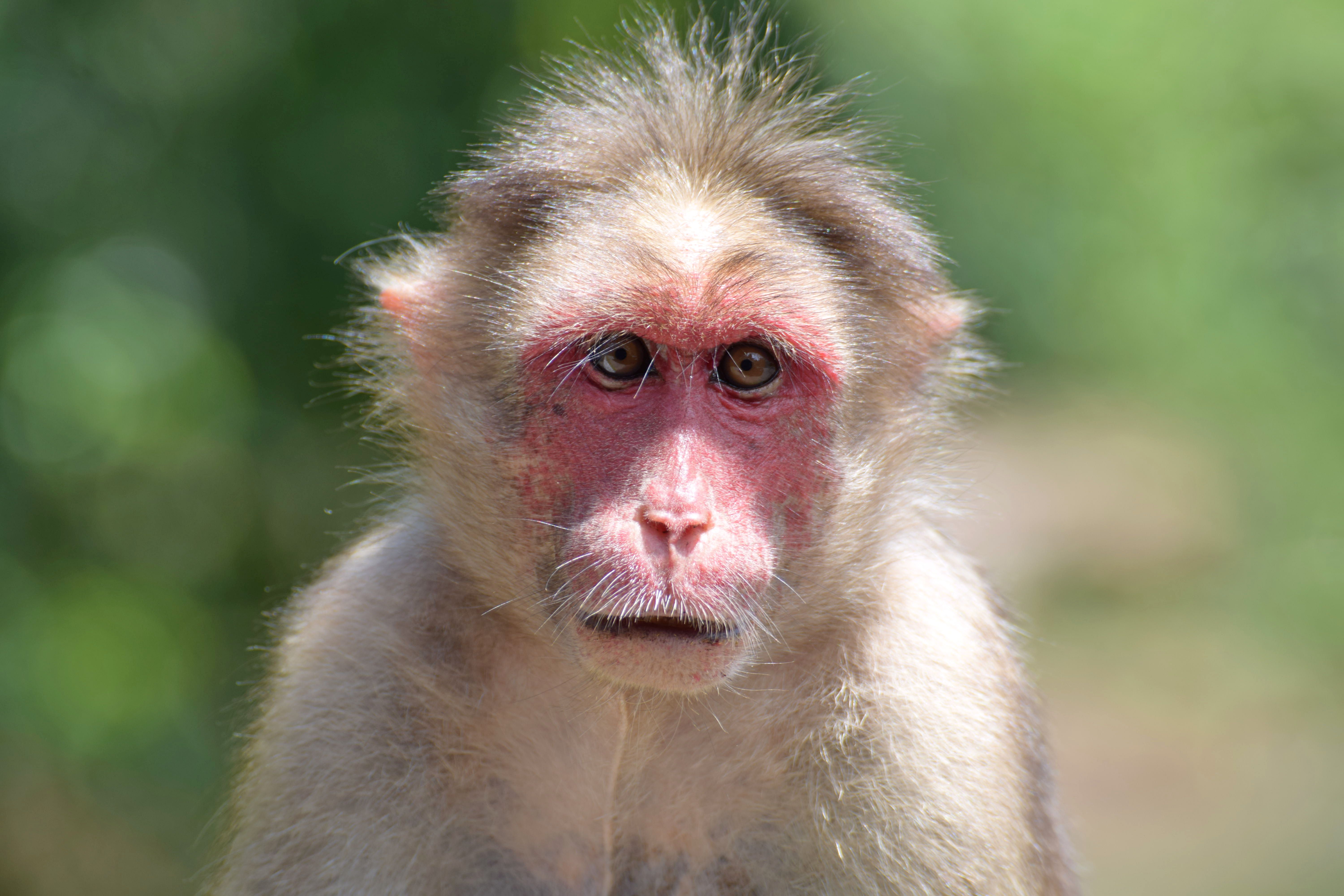 Close-up Portrait of a Rhesus Macaque Monkey · Free Stock Photo