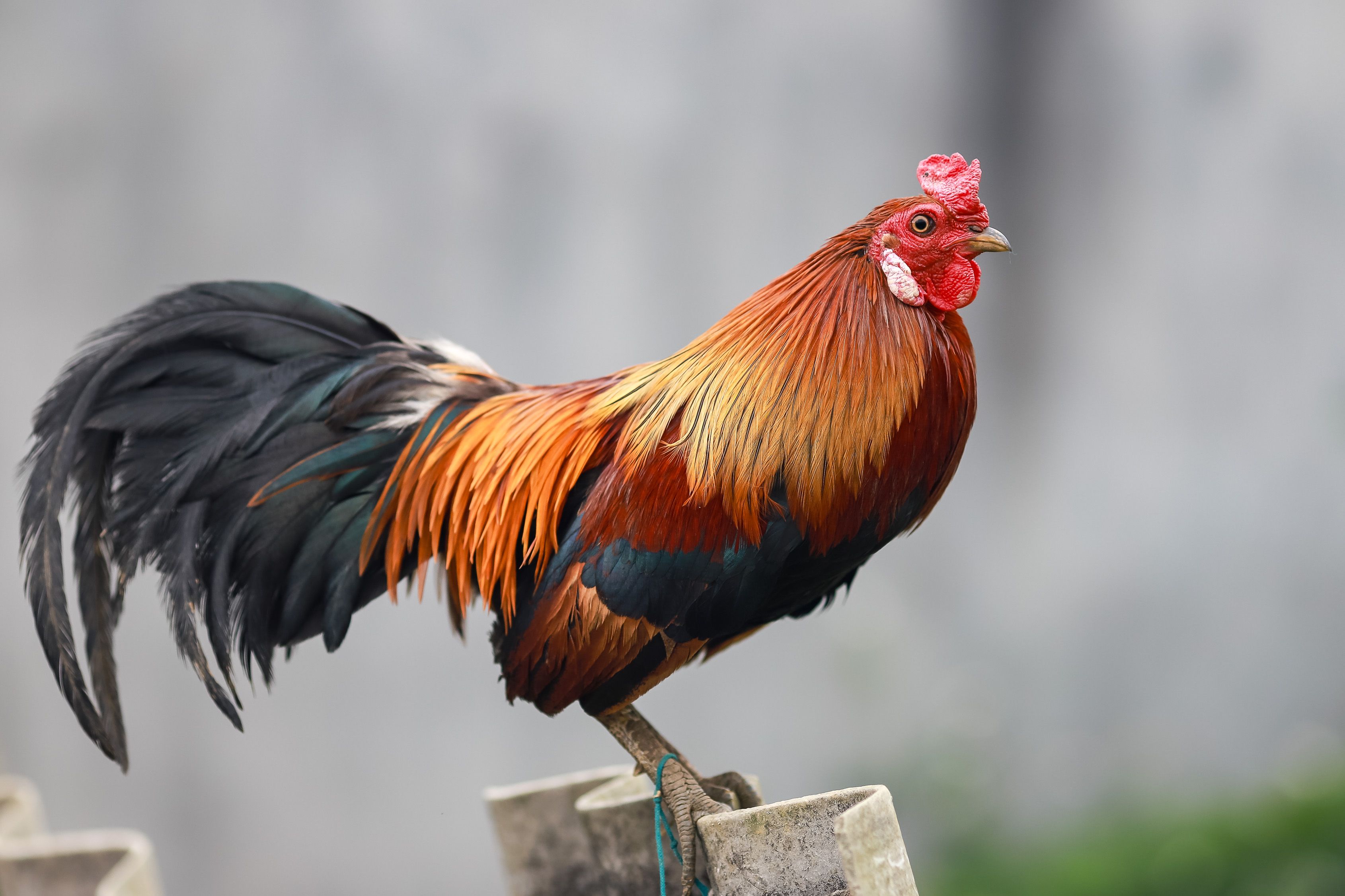 เจ้าหน้าที่ตรวจสอบสนามชนไก่ร้างในชนบทสหรัฐอเมริกา พร้อมอุปกรณ์หลักฐานบนโต๊ะและบรรยากาศเคร่งเครียด