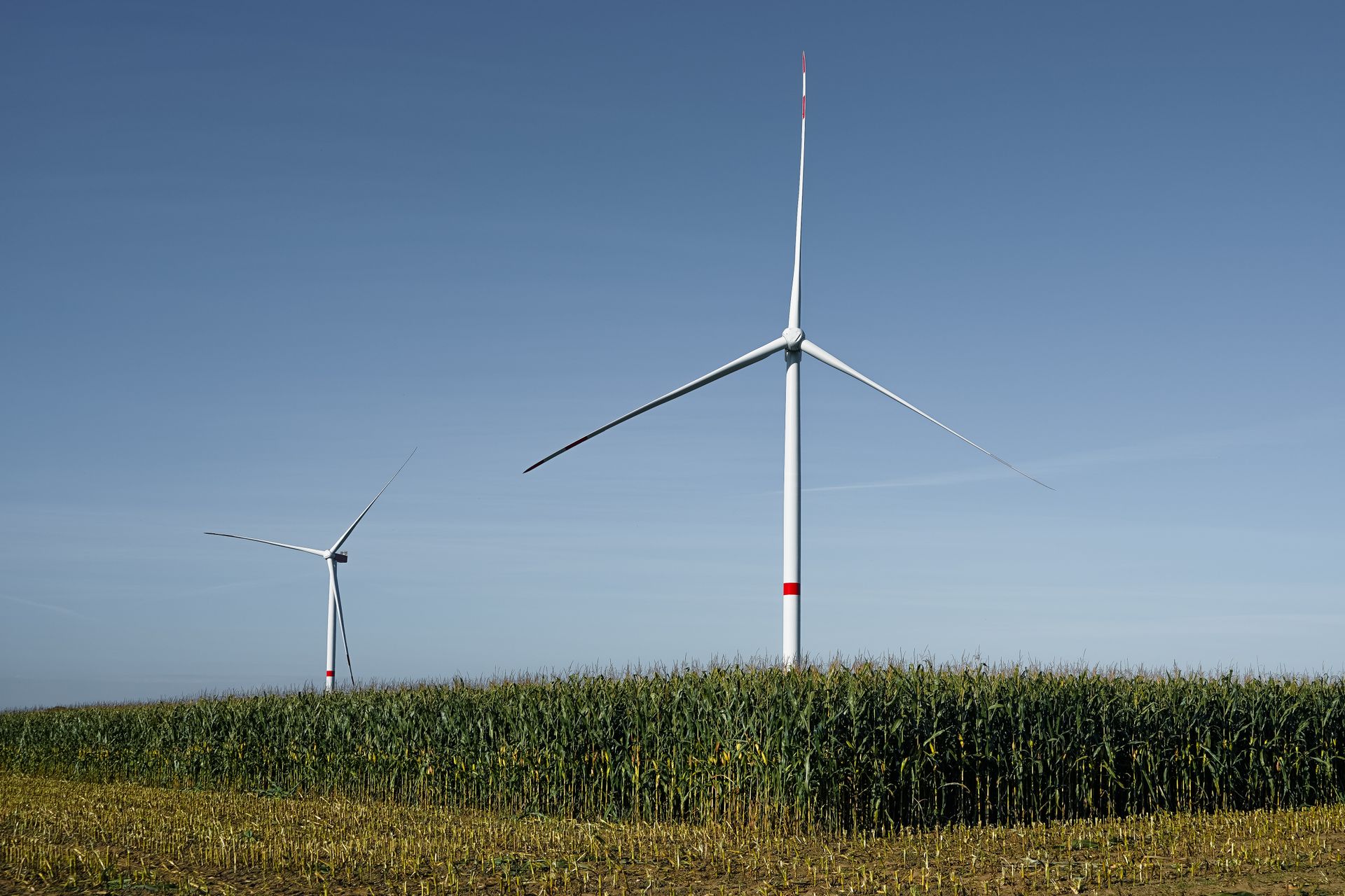 Modern wind turbines amidst corn fields in Lütau, Germany, showcasing renewable energy and agriculture.