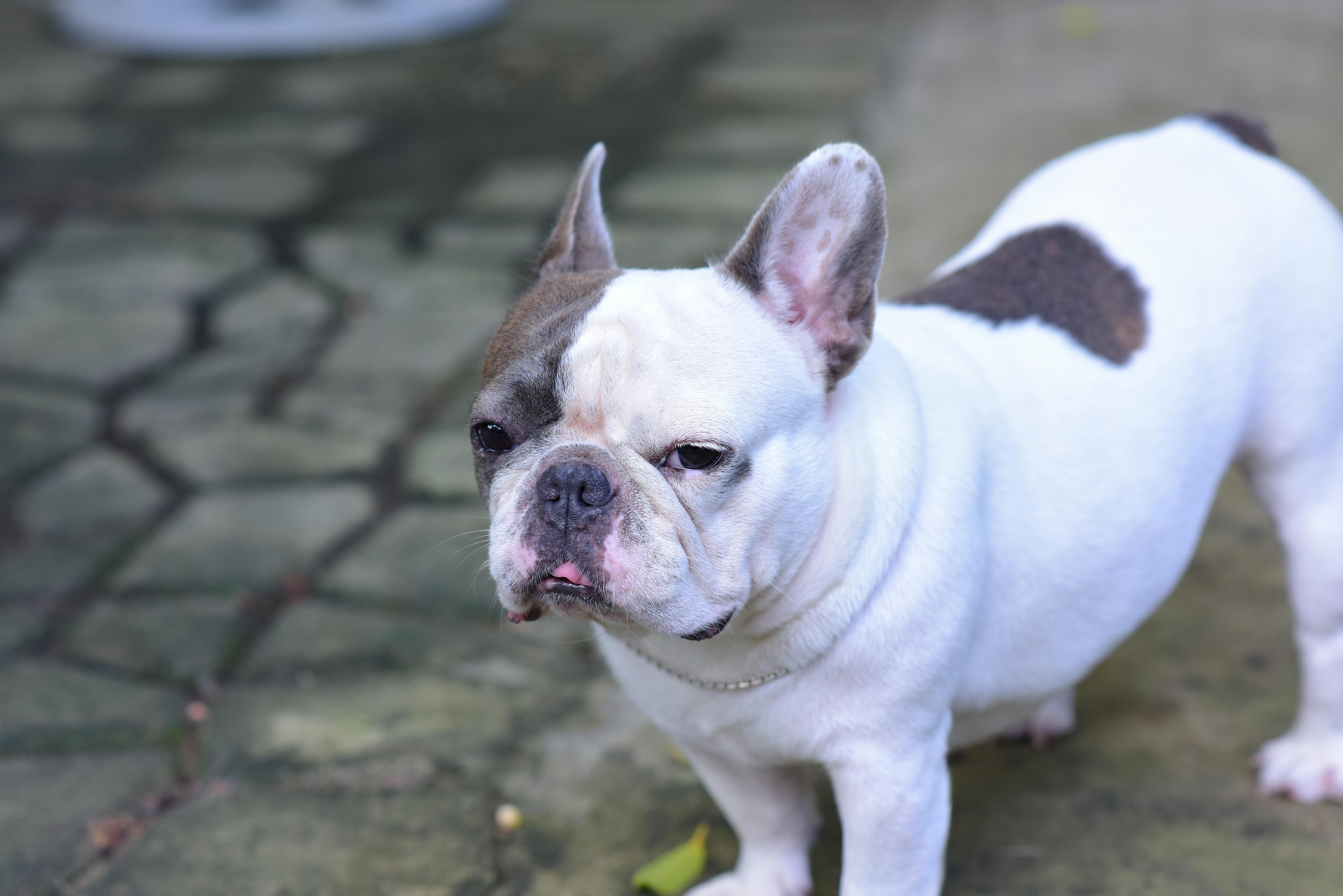 I cani brachicefali: dal bulldog francese al cavalier king