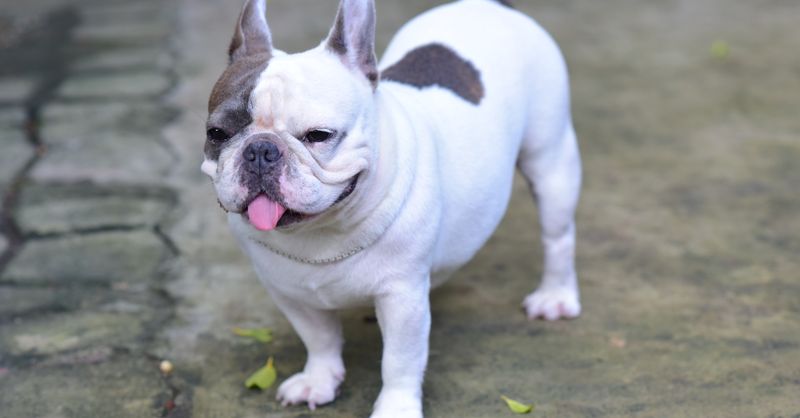 Chien bave beaucoup : Causes et solutions