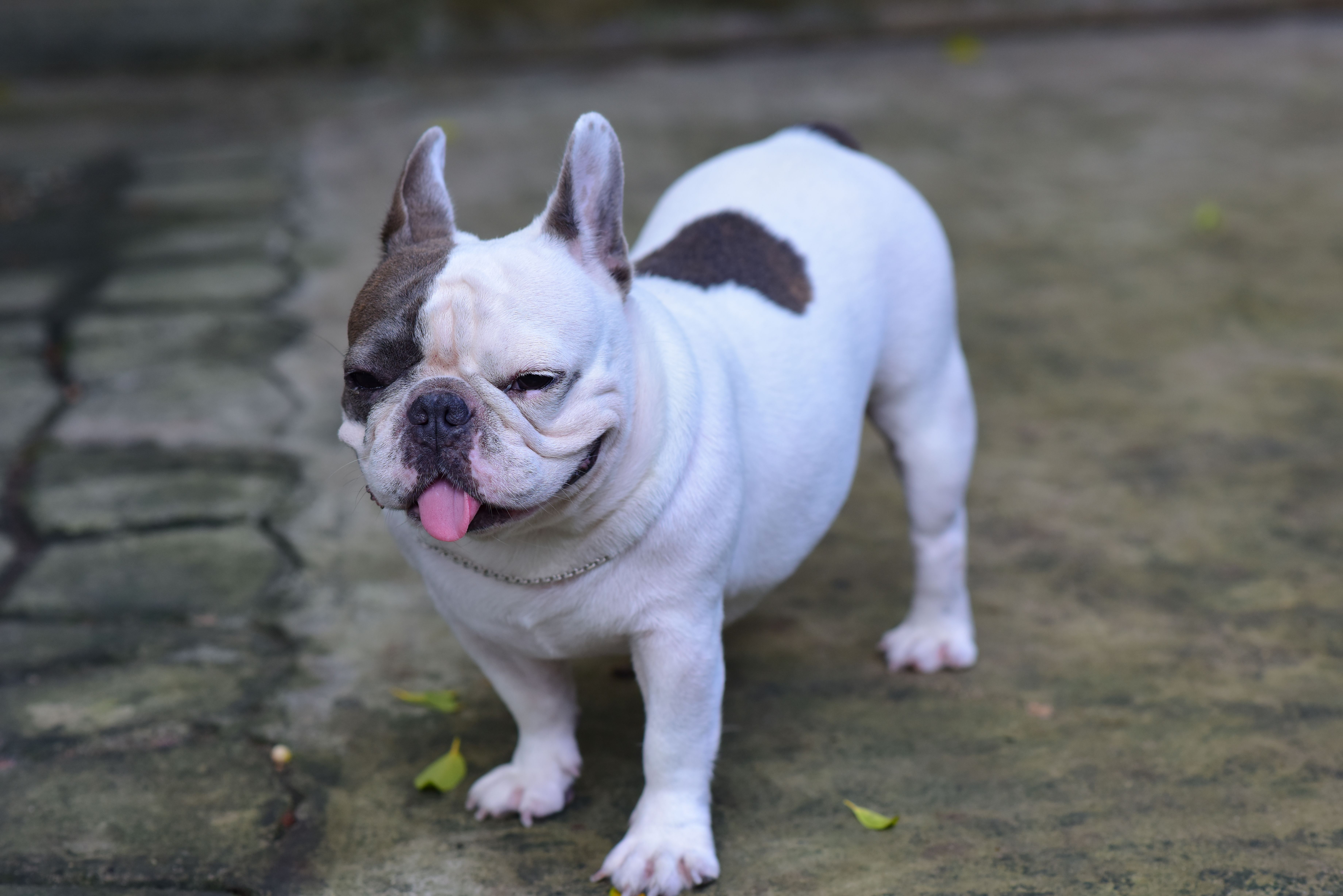 Temperament and Household Dynamics