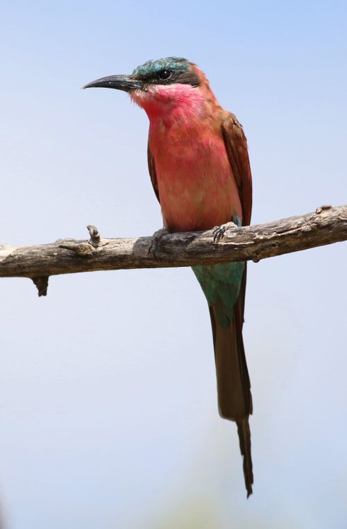 Free A vibrant Southern Carmine Bee-eater (Merops nubicoides) resting on a branch in Mapungubwe National Park. Stock Photo