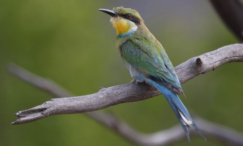 Free Swallow-tailed bee-eater (Merops hirundineus) resting on a branch in Marakele National Park, South Africa. Stock Photo