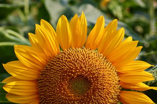 Free Vibrant sunflower in full bloom with detailed petals and seeds. Stock Photo