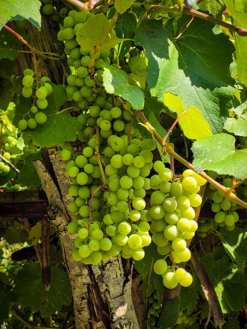 Free A cluster of vibrant green grapes hanging in a sunlit vineyard, ideal for organic themes. Stock Photo