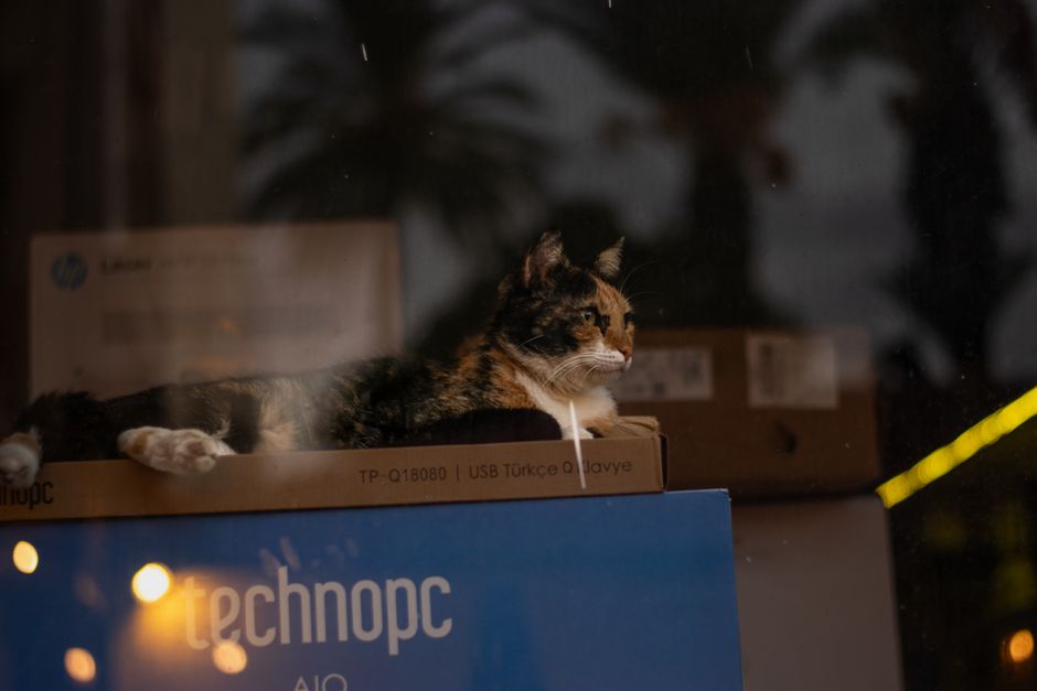 A serene calico cat rests atop a Technopc box, framed by a cozy indoor setting with a warm glow.