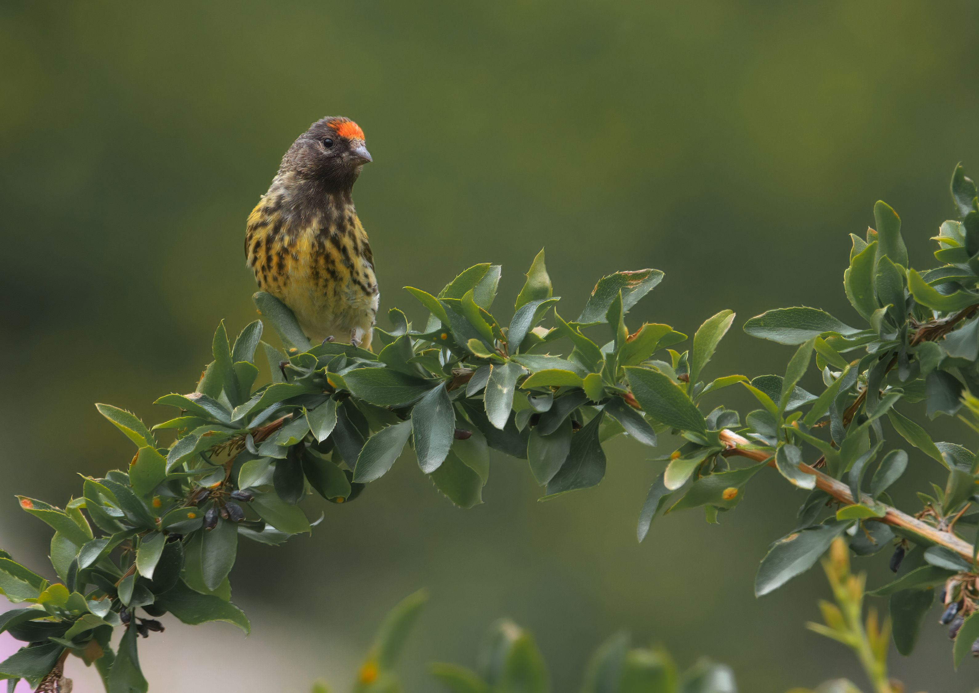 Red fronted serin perched on a green branch in Baladeh, Mazandaran Province, Iran.