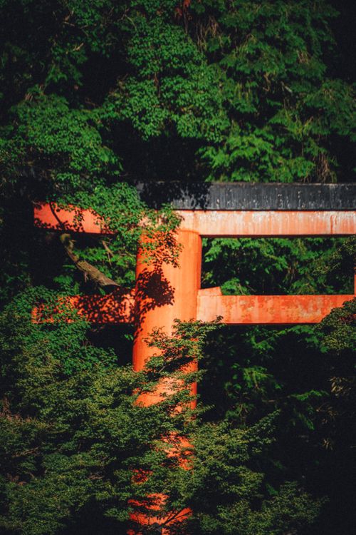 Free A striking orange Torii gate surrounded by dense green foliage, capturing Japan's serene nature. Stock Photo