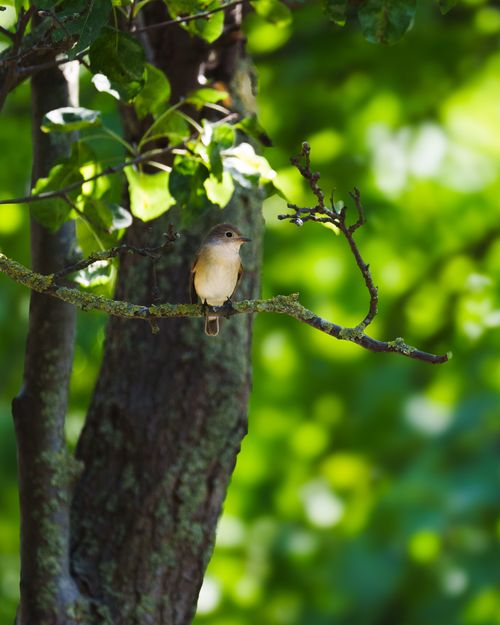 Free A peaceful scene of a small bird resting on a tree branch amidst lush green foliage. Stock Photo