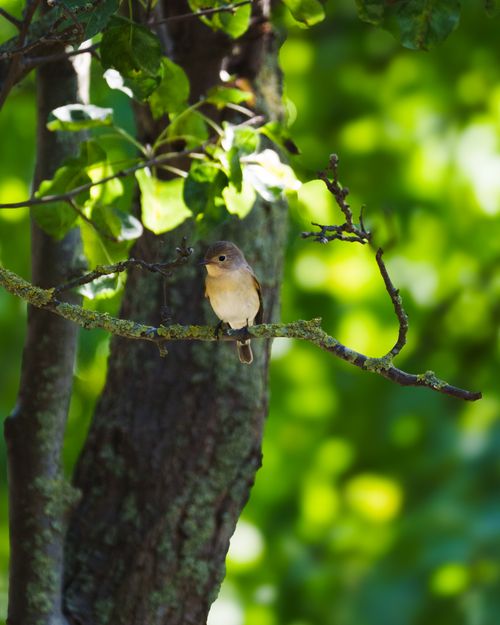 Free Charming little bird sitting on a tree branch surrounded by lush green foliage in a forest. Stock Photo