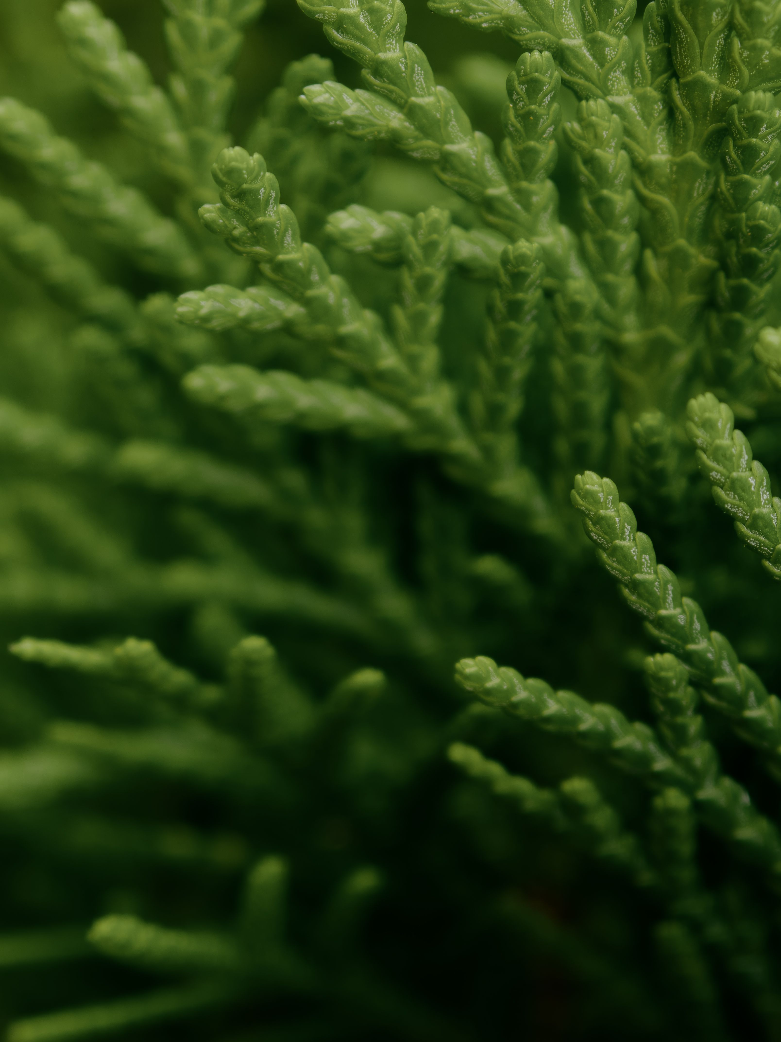 Close-up of lush green needles on a vibrant plant showcasing nature's intricate details and textures.