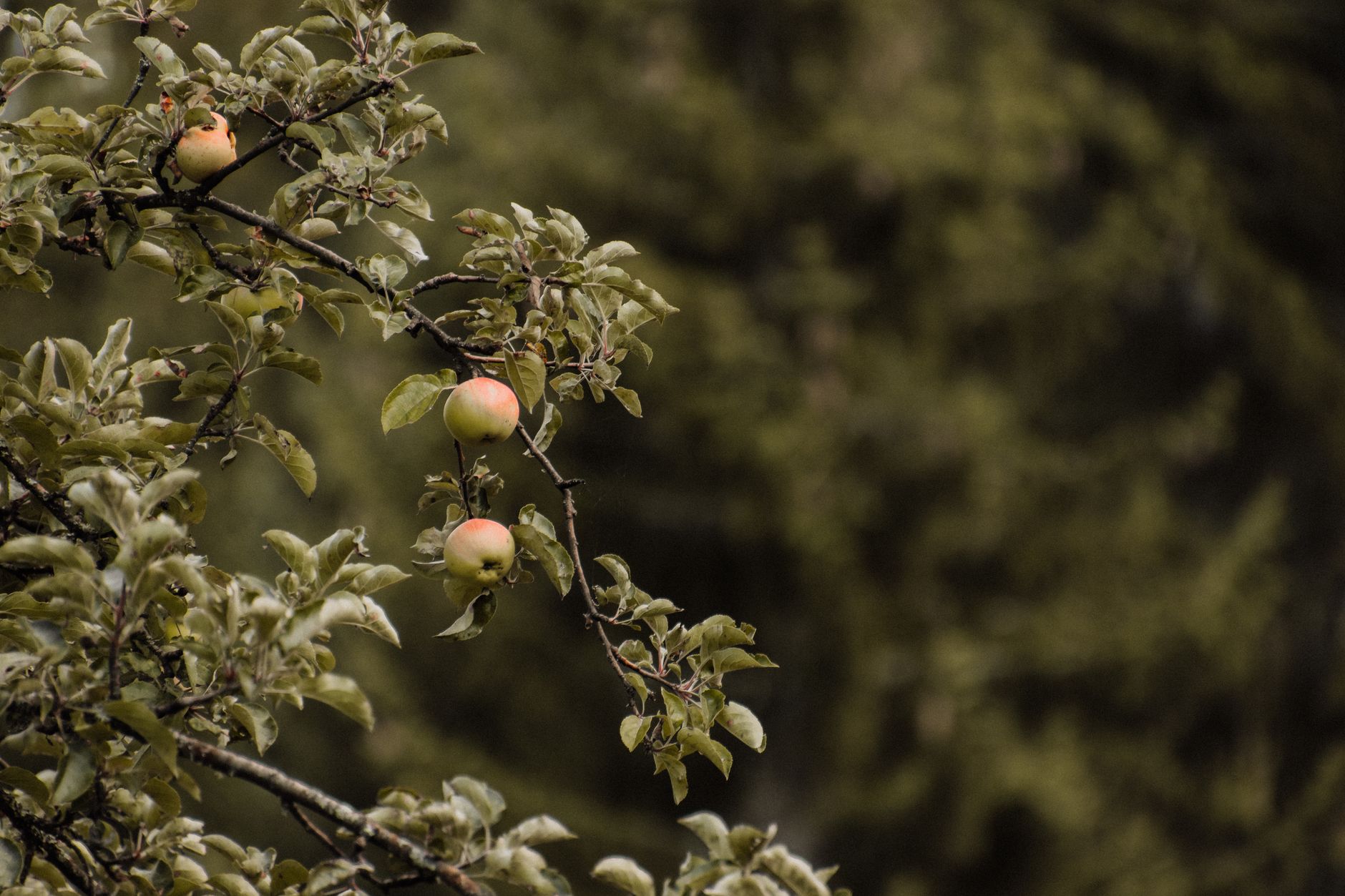 Malus écologique 2025