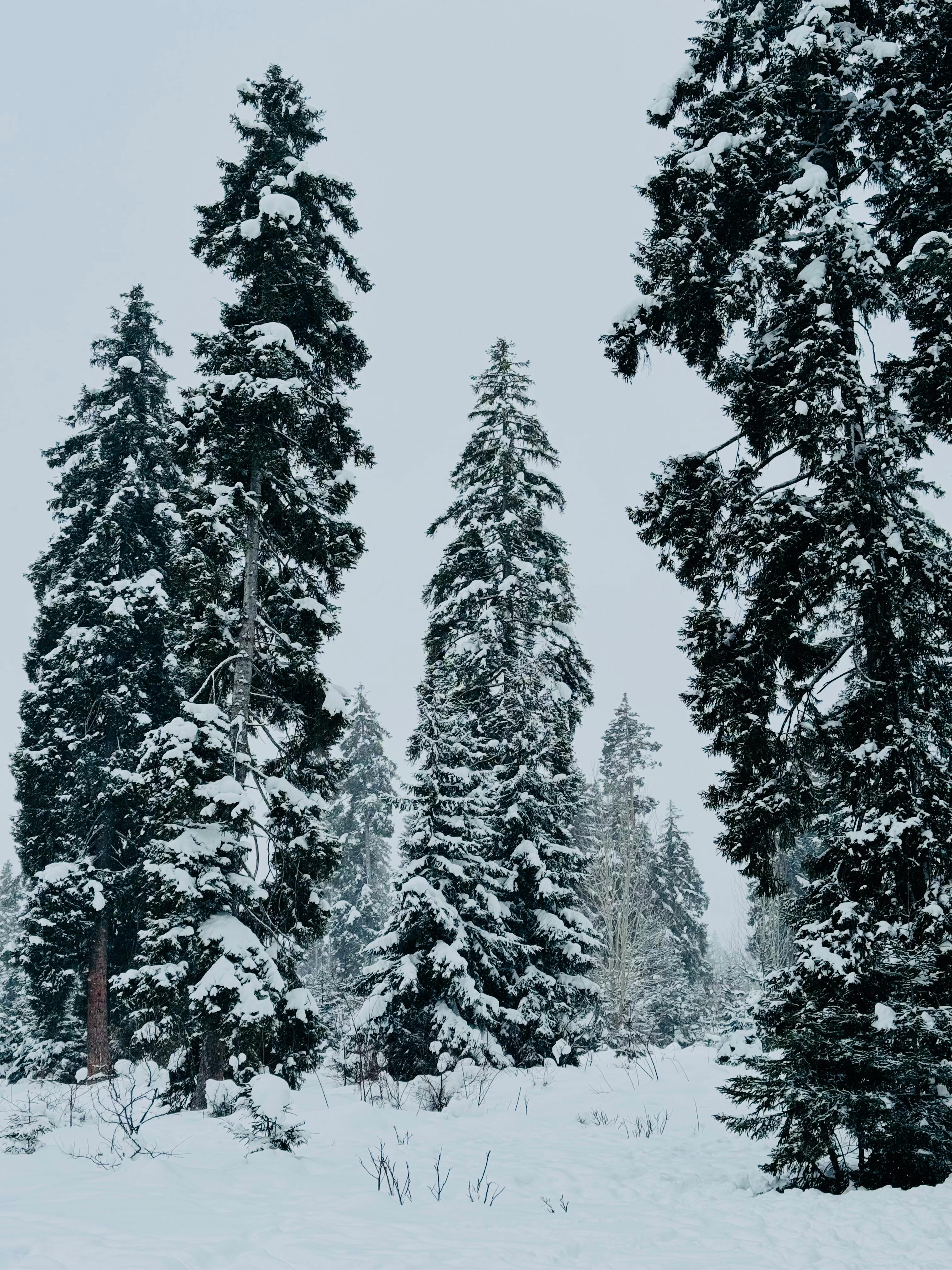 Serene winter landscape with tall snow-covered pine trees in a tranquil forest setting.