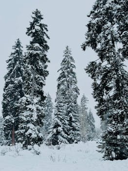 Serene winter landscape with tall snow-covered pine trees in a tranquil forest setting.