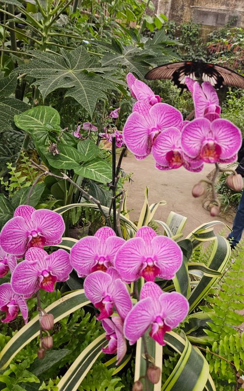 Free Flower Stock Photo