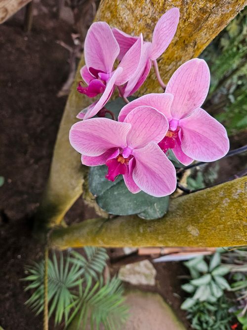Free Purple flower Stock Photo
