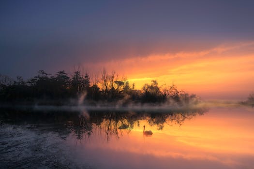 A serene swan glides on a misty lake at sunrise, reflecting vibrant sky hues in Treviso, Italy.