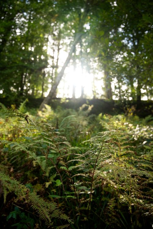 Ferns unfurling in deep woodland shade — photo by Alasdair Braxton on Pexels