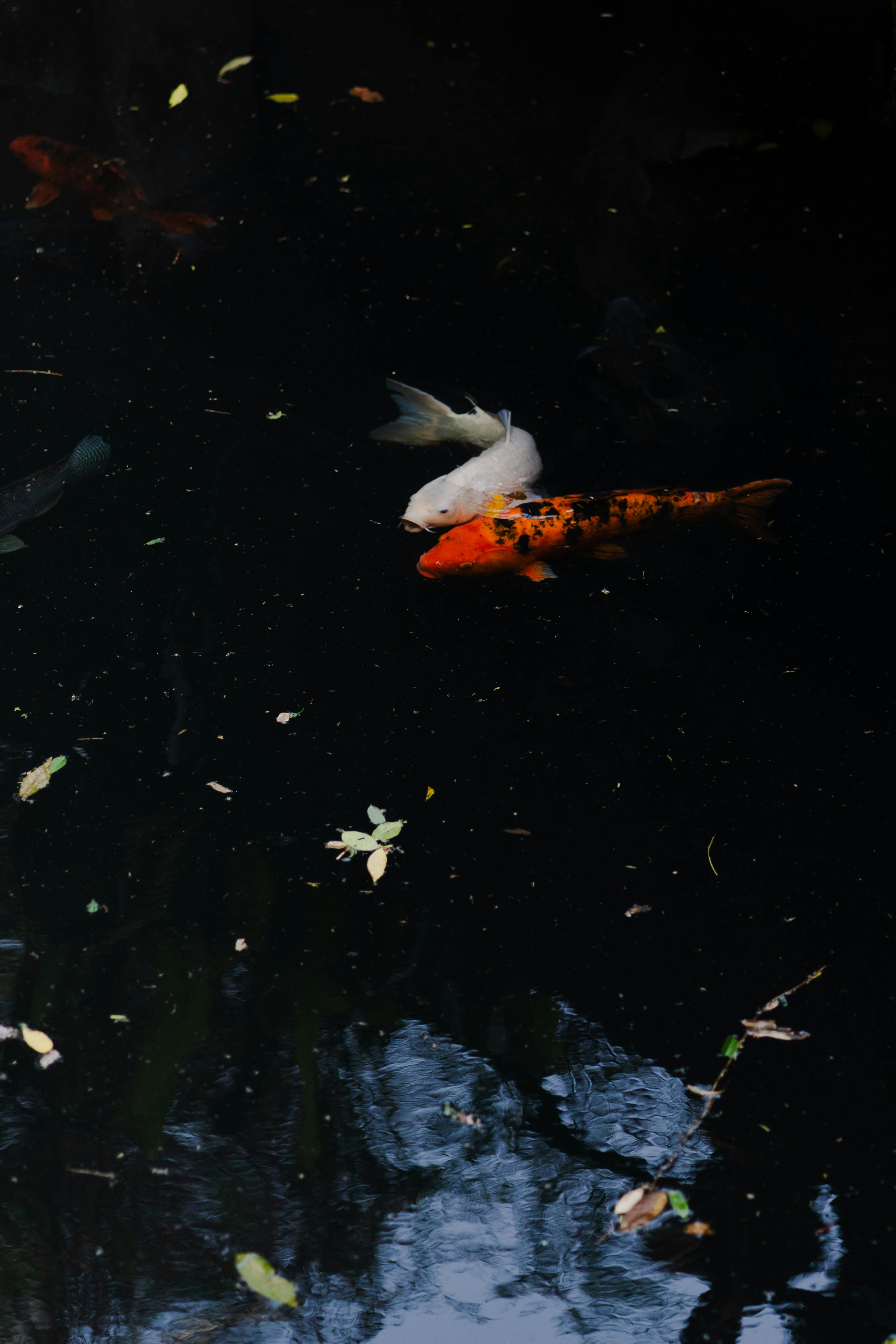 A tranquil pond scene featuring vibrant koi fish gliding through dark water.