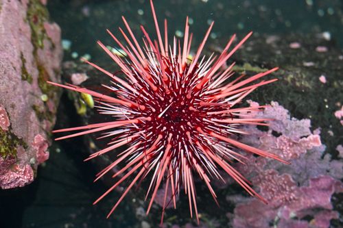 Free Close-up of a striking red sea urchin underwater in Sitka, Alaska, showcasing its sharp spines. Stock Photo