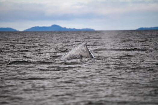 whale photo