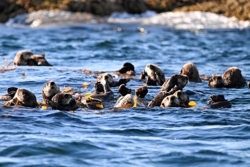 Free A group of sea otters floating among kelp in the Pacific Ocean off Sitka, Alaska. Stock Photo