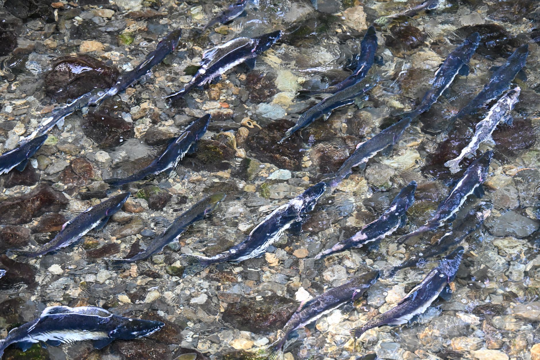 Aerial view of salmon spawning in a clear stream in Sitka, Alaska - vibrant nature scene.