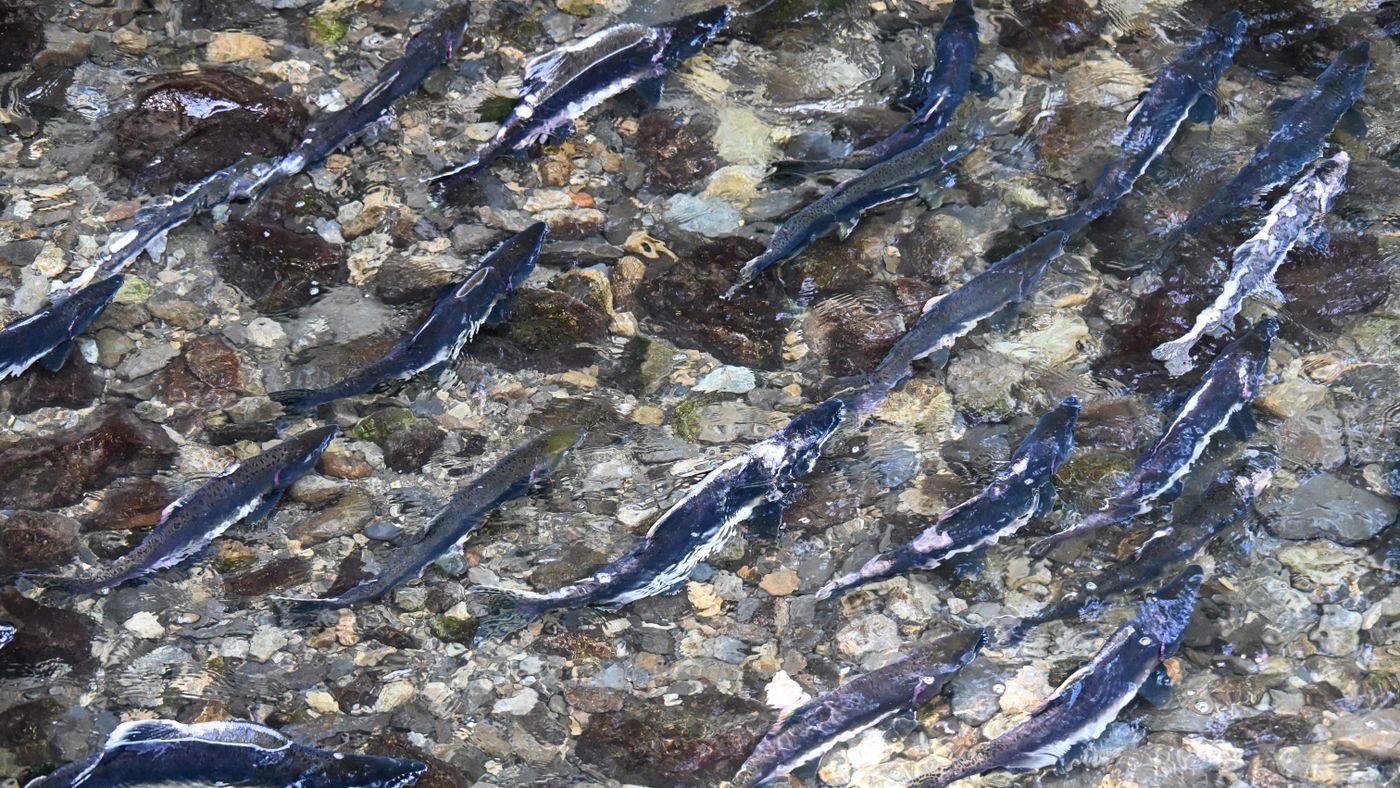 Alaska Salmon Fishing Tips, Sorted by Species and Season
