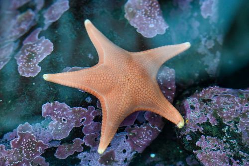 Free A starfish rests on vibrant rocks underwater, captured in Sitka, Alaska. Stock Photo
