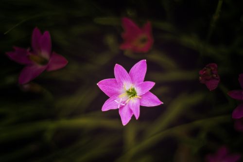 Free Close-up of a vibrant pink rain lily blooming in a lush garden setting. Stock Photo