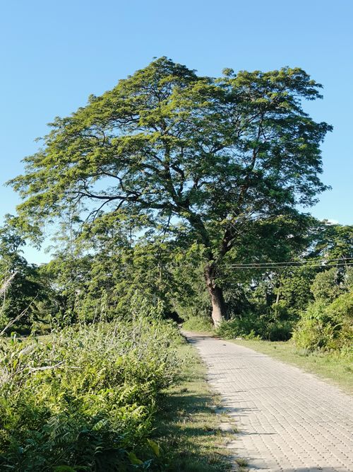 Free road Jungle  Stock Photo