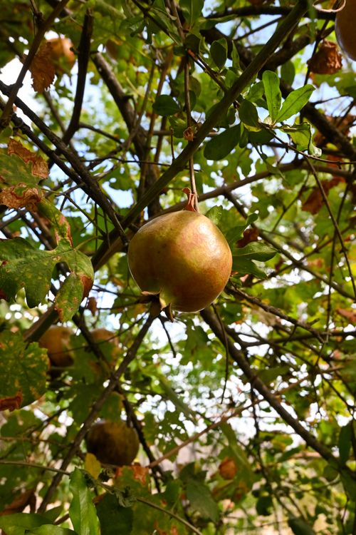 Free Close-up of a ripe pomegranate hanging from a tree branch with green leaves in a natural outdoor setting. Stock Photo