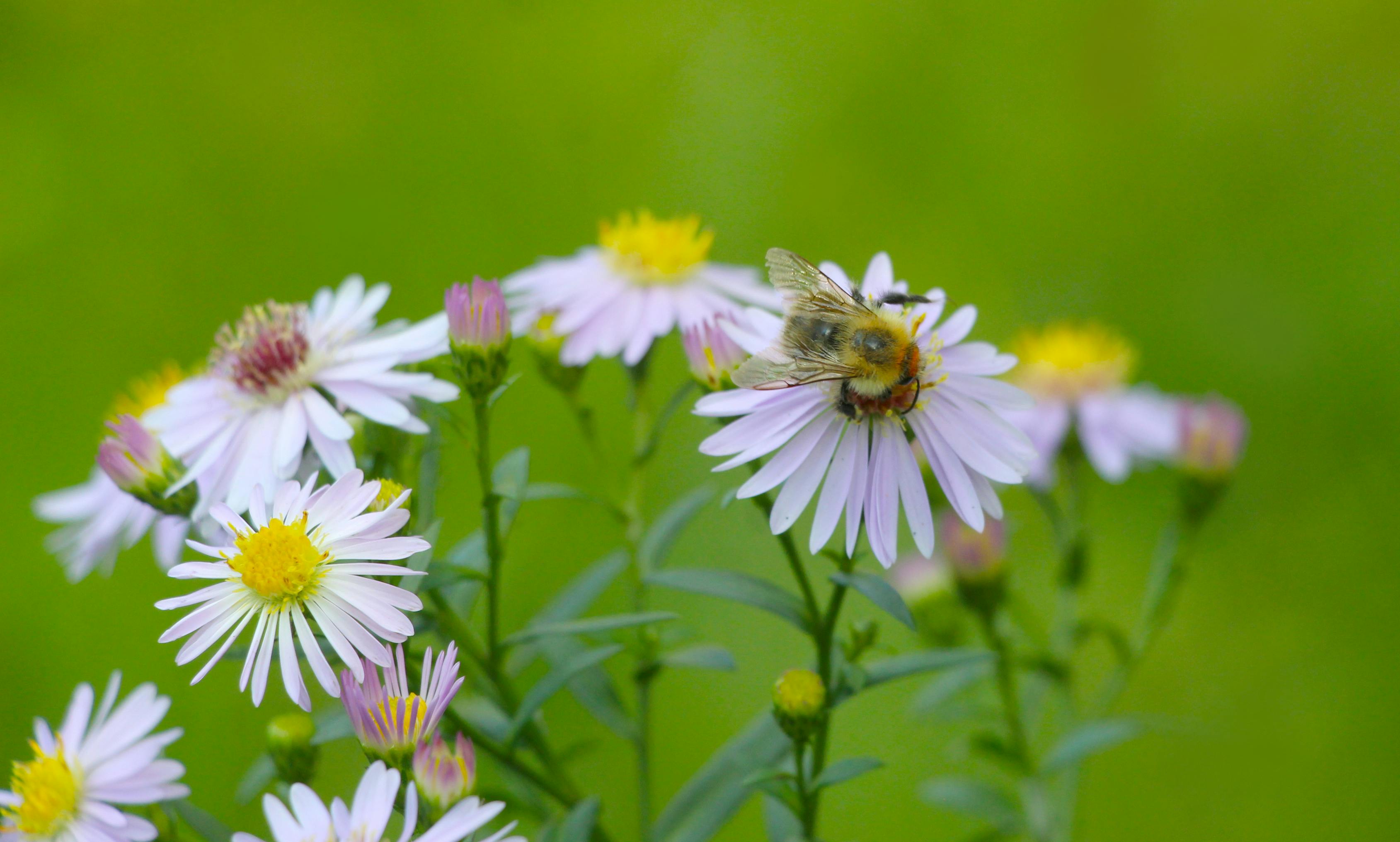 Ecología Química Planta-Insecto: Señales, Respuestas y Aplicaciones Agrícolas