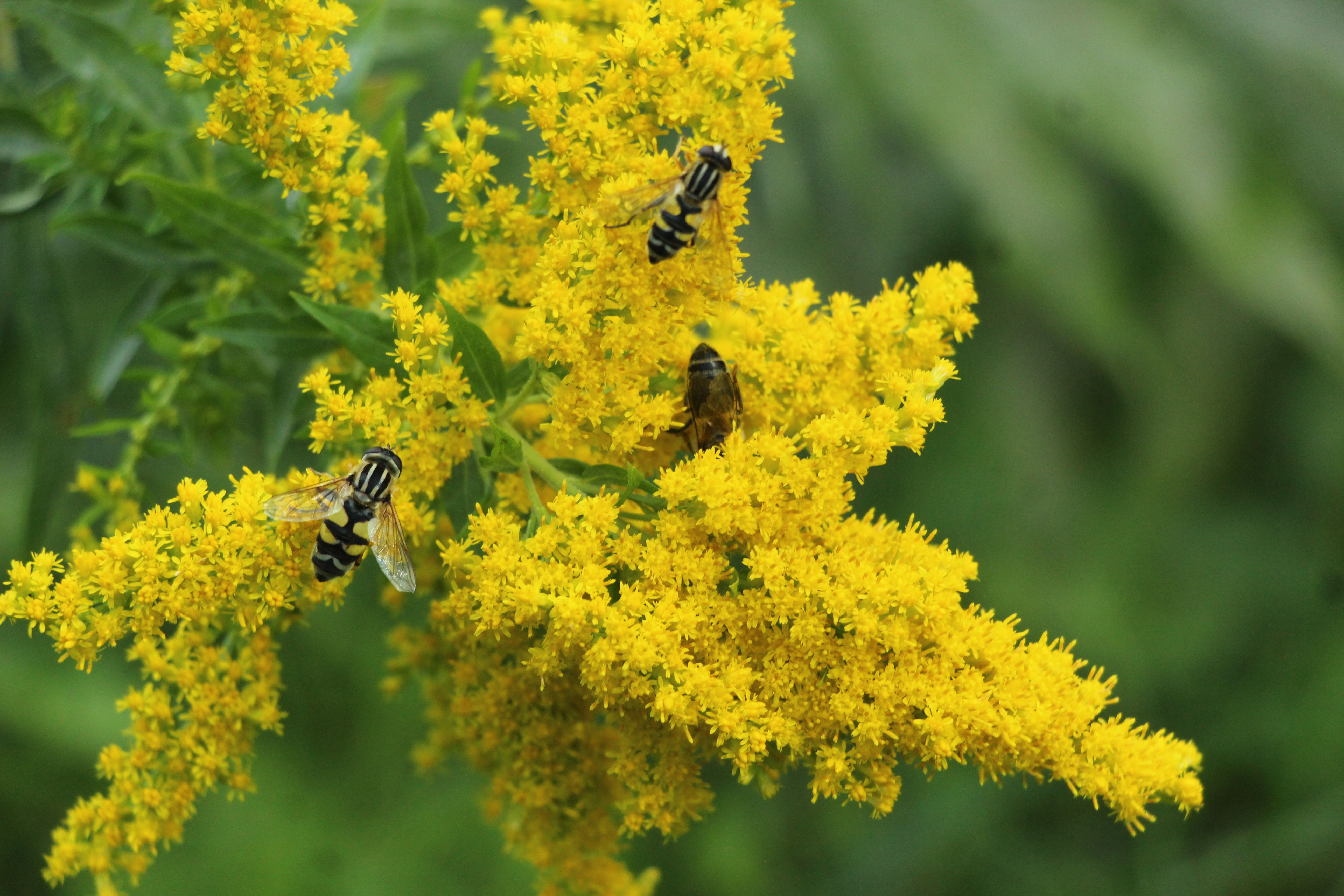 Goldenrod Natural Herb