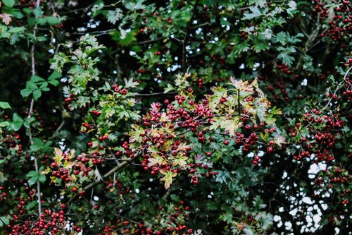 Free Close-up of red hawthorn berries on a branch among dense greenery, showcasing nature's autumn beauty. Stock Photo