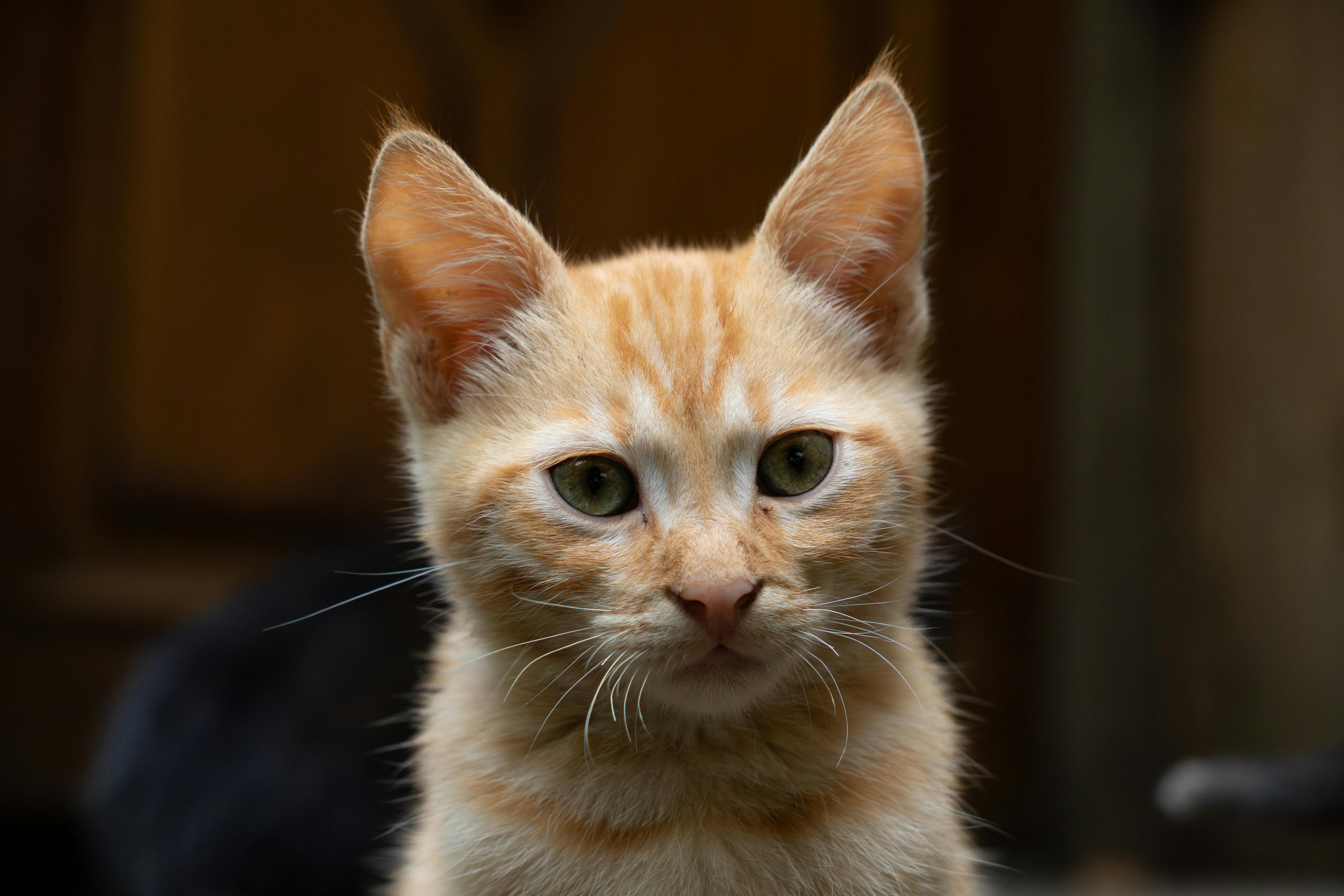 Surprising Animal Survival Strategies in Urban Jungles