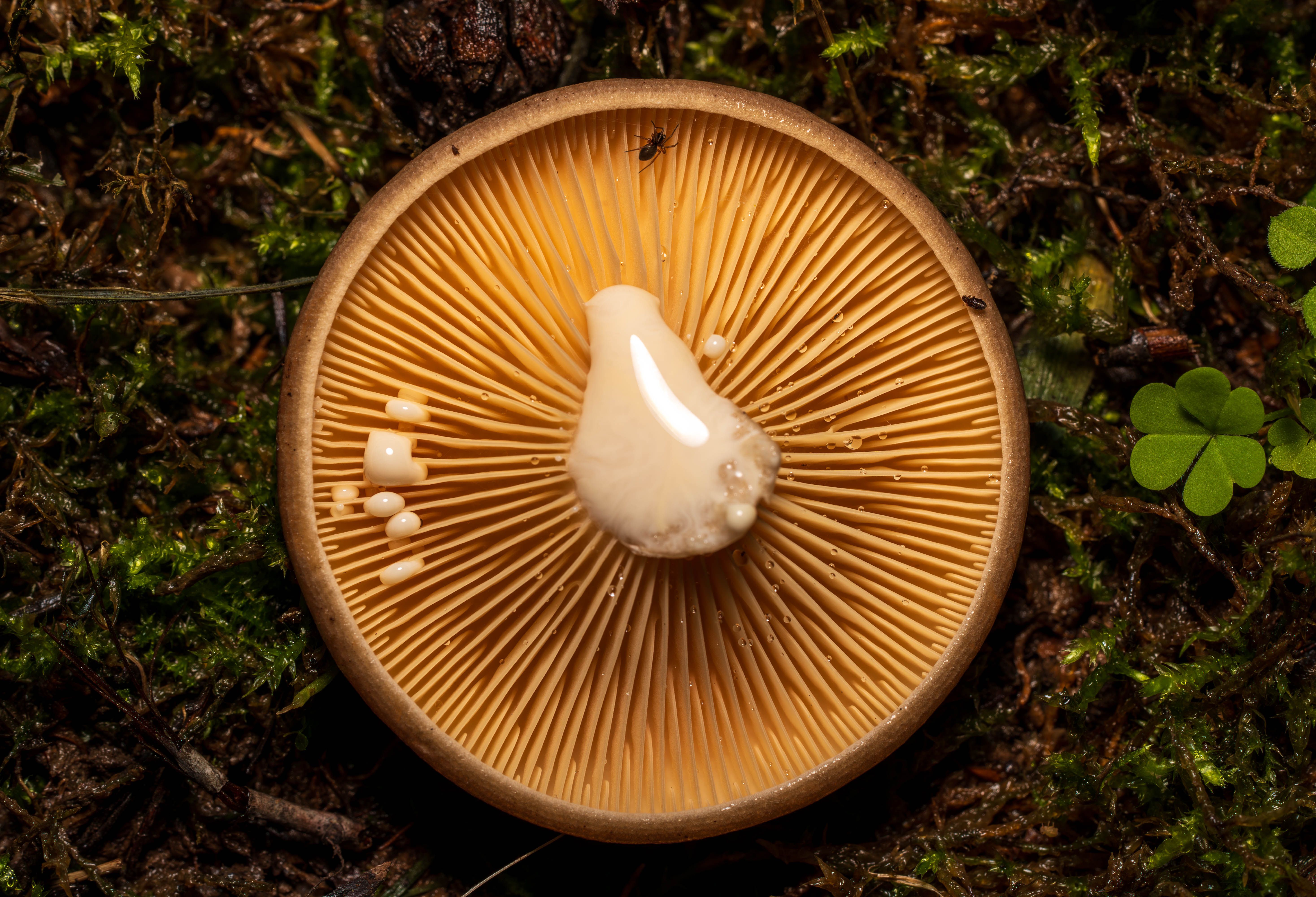 Mushroom Cap with Droplets in Mossy Forest · Free Stock Photo