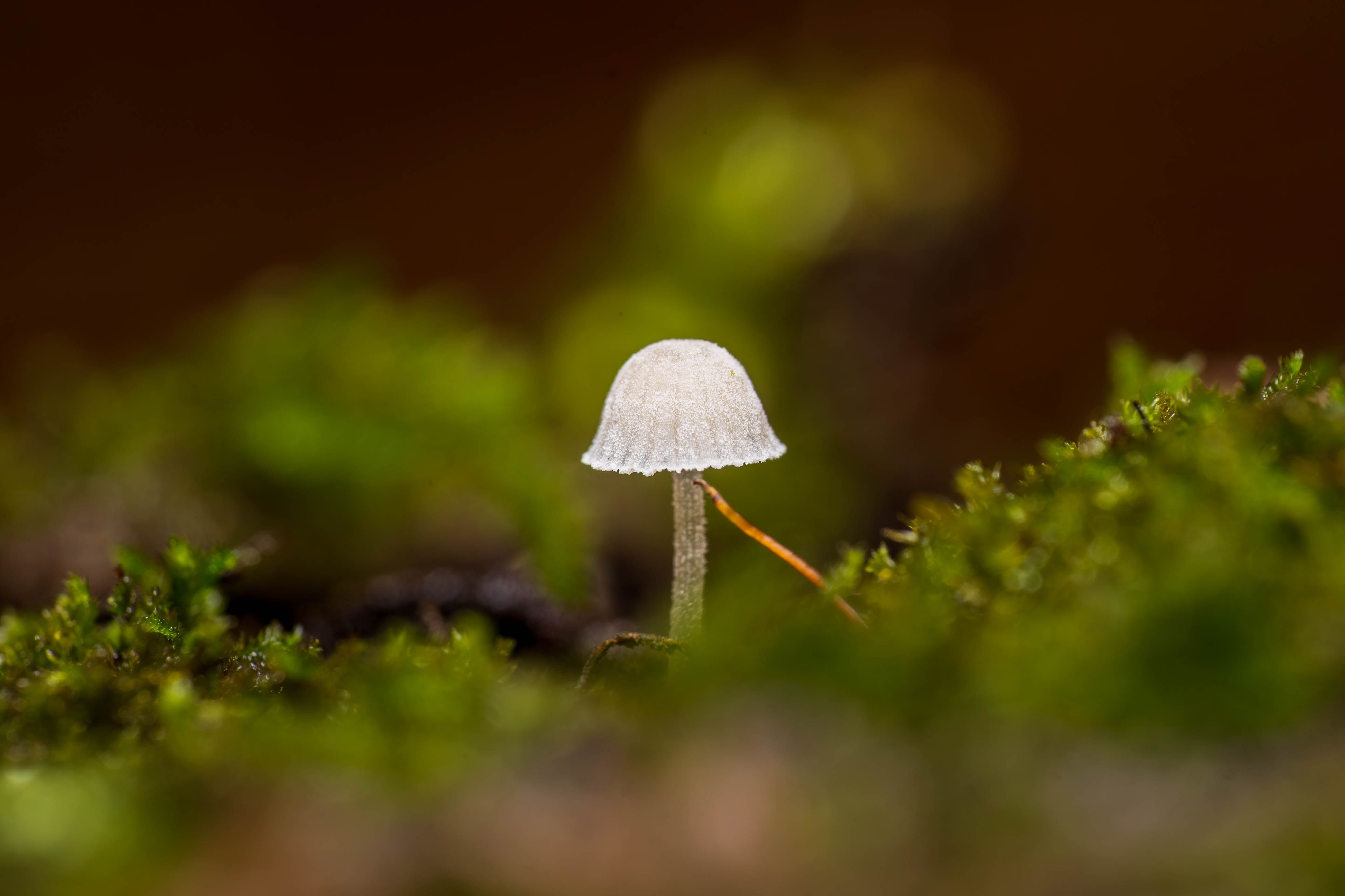 免費 茂密苔蘚中生長的小蘑菇的詳細照片，展示大自然的精緻之美。 圖庫相片