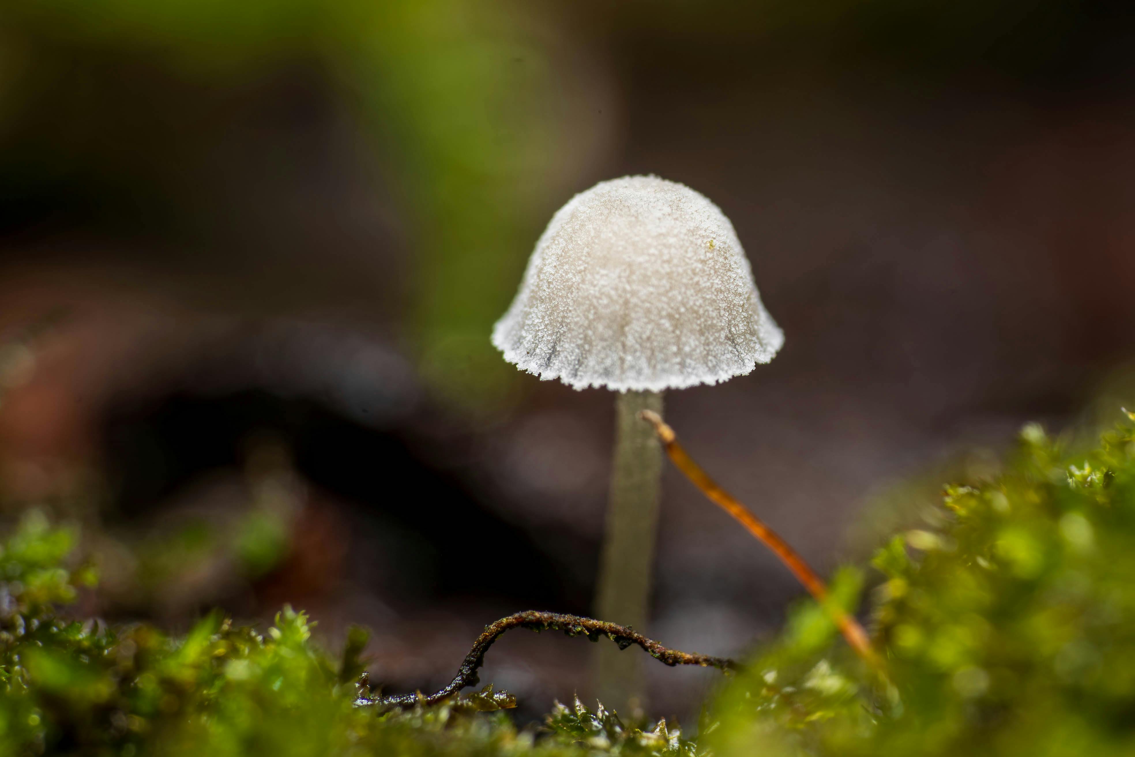 免費 森林環境中被茂密的綠色苔蘚包圍的小白蘑菇的微距照片。 圖庫相片