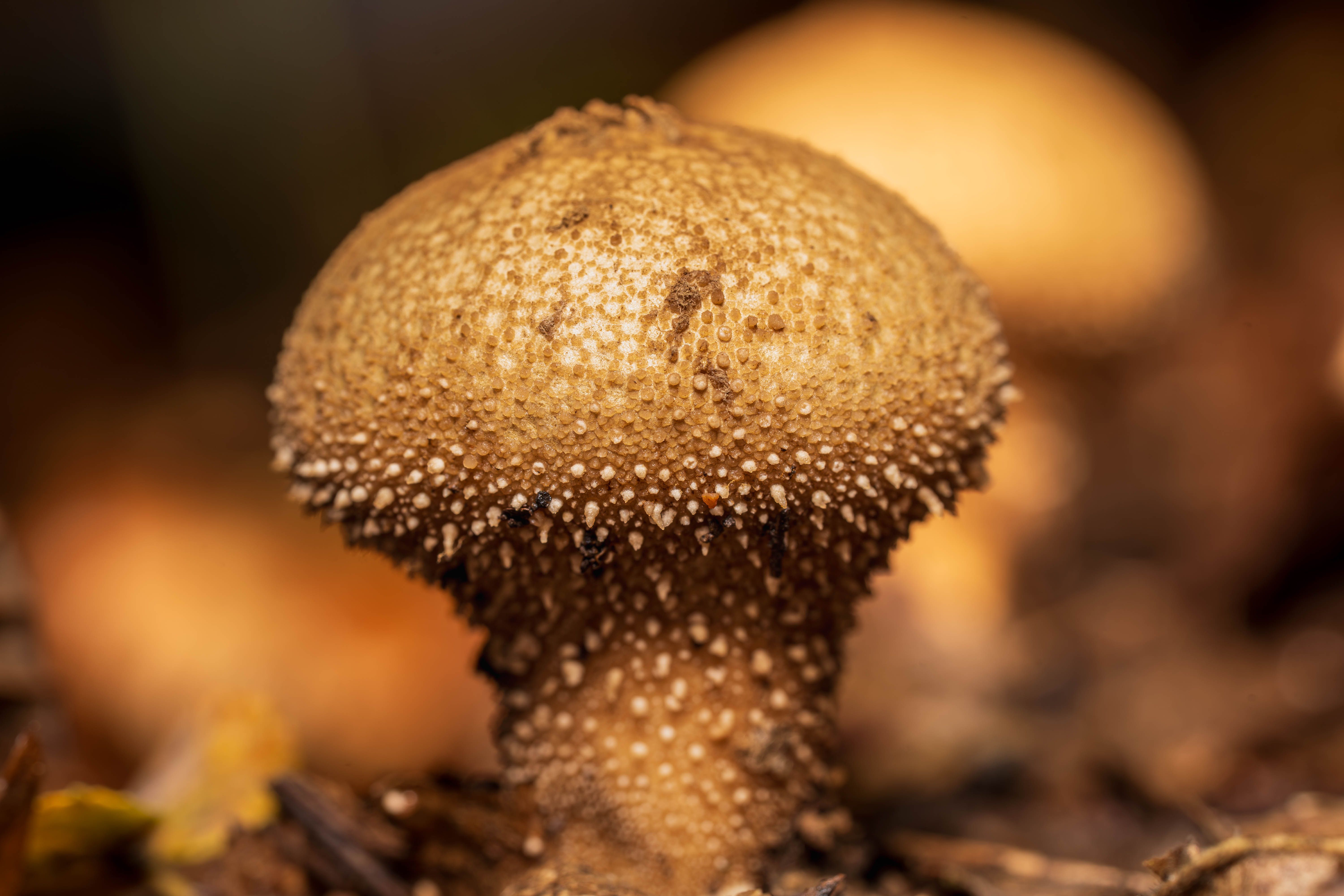 Detailed image of a puffball mushroom in a natural forest setting.