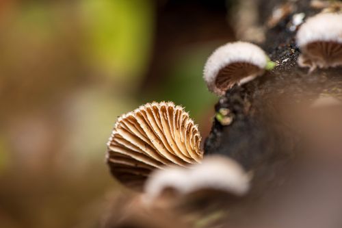 Free Detailed macro shot of mushrooms growing on a log in a forest. Stock Photo
