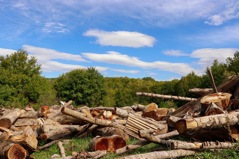Yard Debris & Brush Removal