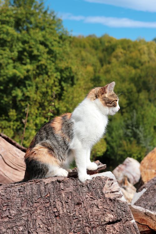 Free A calico cat sits on logs in a sunny forest, displaying its distinct tri-colored fur under a clear blue sky. Stock Photo